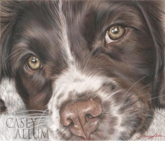 springer spaniel colour pencil drawing puppy pet portrait dog Casey Allum artist