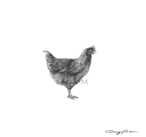 Pencil Chicken Drawing Print