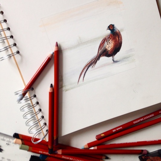 pheasant drawing colour sketch Casey Allum artist